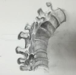 Pencil sketch of human vertebrae