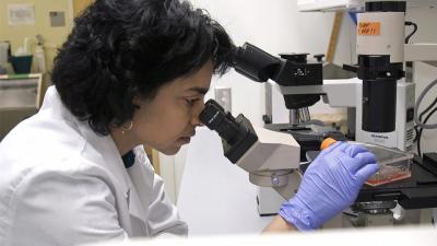 Researcher looking into a microscope in her lab