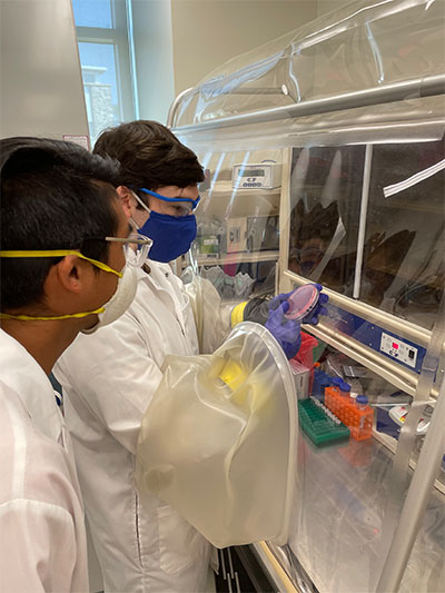 Lawrence David and Jeff Letounrneau inspect bacterial growth on a culture plate inside an anaerobic chamber.