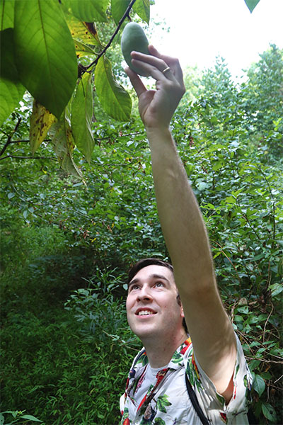Jeff Letourneau plucks a pawpaw from a tree in Durham, NC.