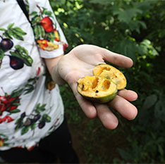 Jeff Letourneau holds a sliced paw paw in his hand