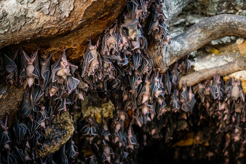 Fruit bats at Monfort Bat Cave