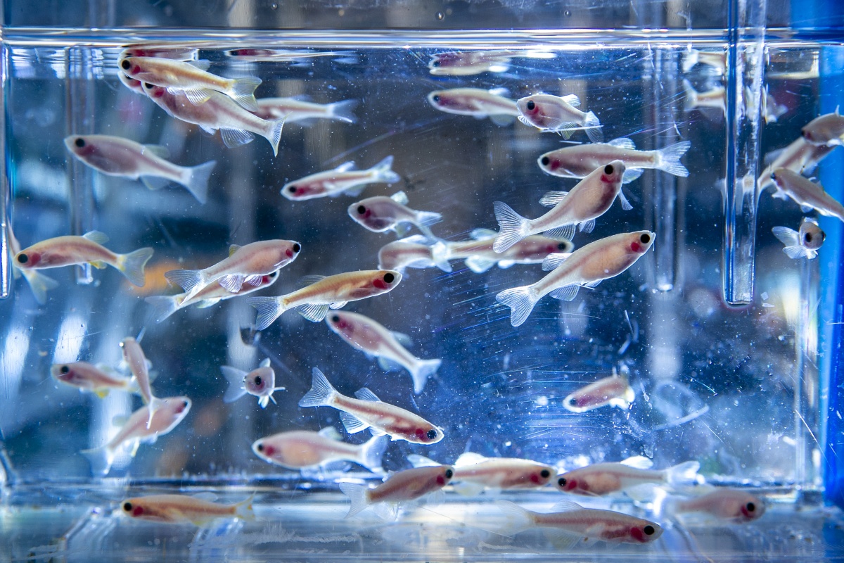 Zebrafish in tank