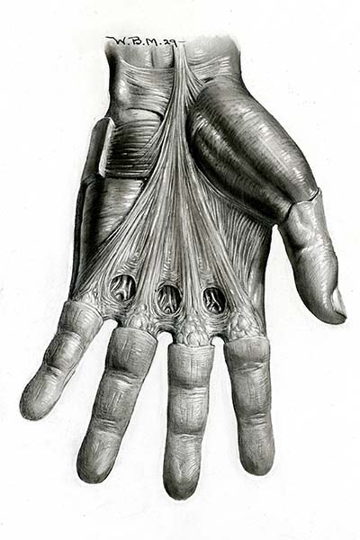 medical illustration of a hand