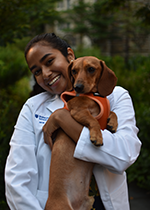 Student with dark hair tied back wearing white coat holding Dachshund-type brown dog with orange harness, in front of greenery 