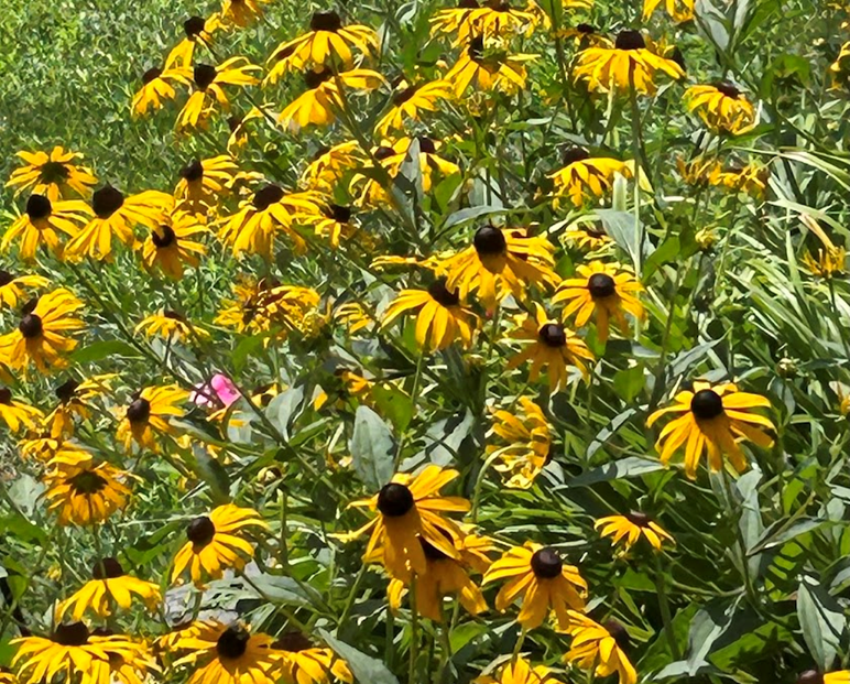 Field of Black-eyed Susans (wildflower)