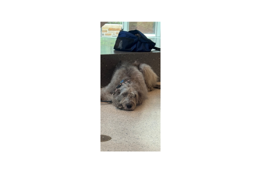 Photo of Dog "Mea" from pet partners