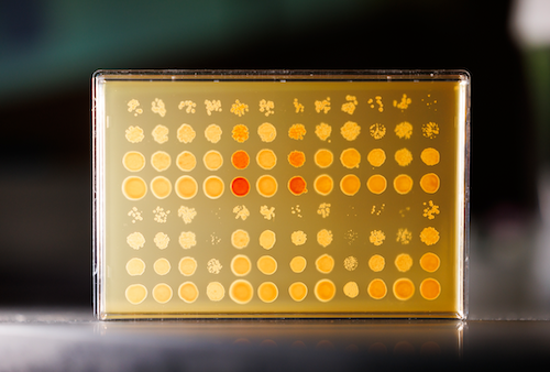 Fungi growing in culture in the lab