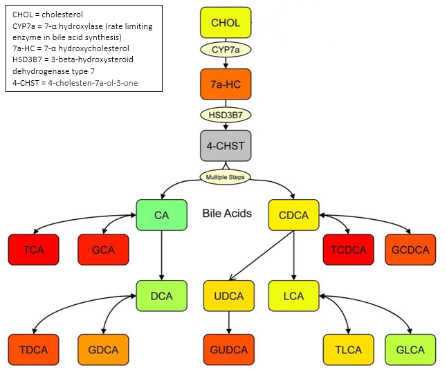 simplified flowchart of bile acids