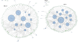 Diagrams of predicted regulatory networks of PD GWAS-DEGs