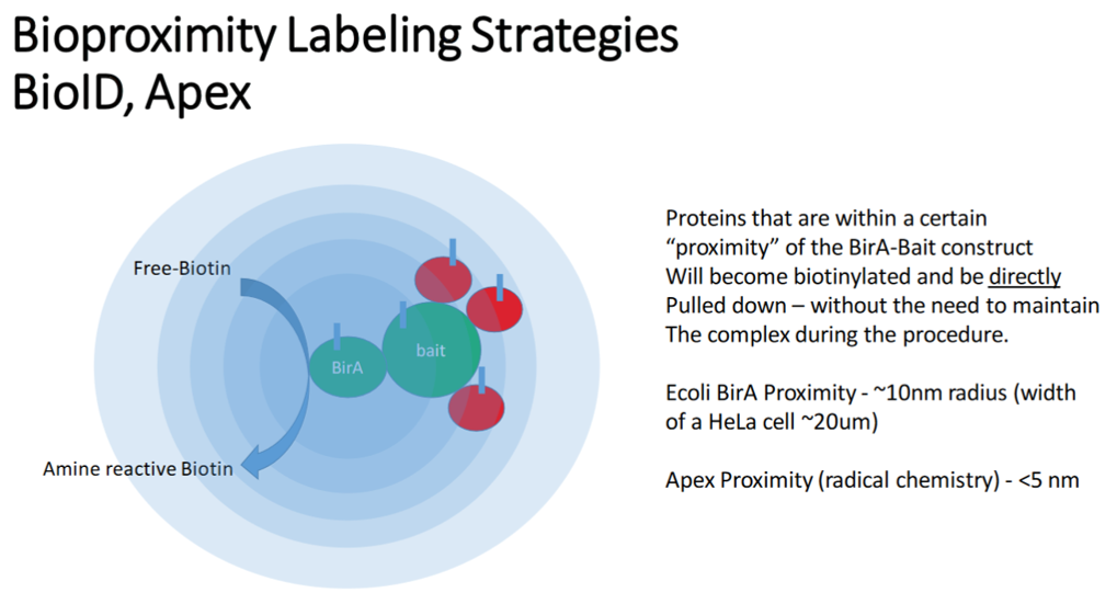 BioID Protein Interaction characterization by LCMS