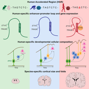 Graphic of HAR in animals