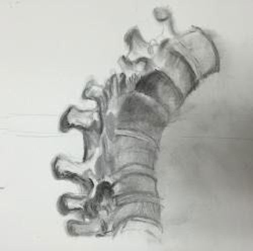 Pencil sketch of vertebrae