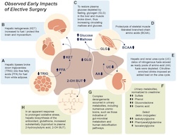 scientific graphic from a scientific journal featuring the liver and other organs