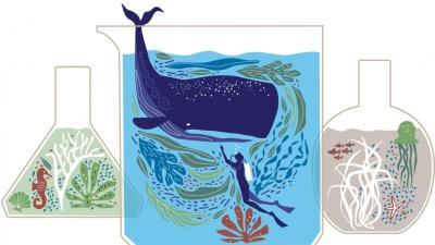 marine life illustration