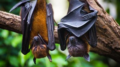 Two sleeping bats hanging upsidedown