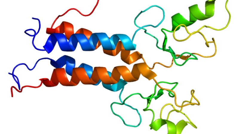 BRCA1 protein