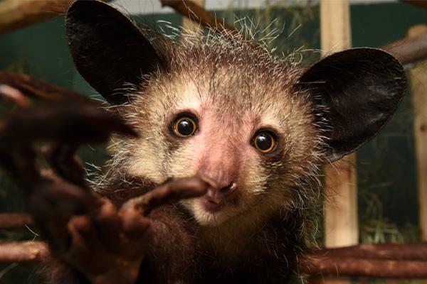 an aye-aye lemure