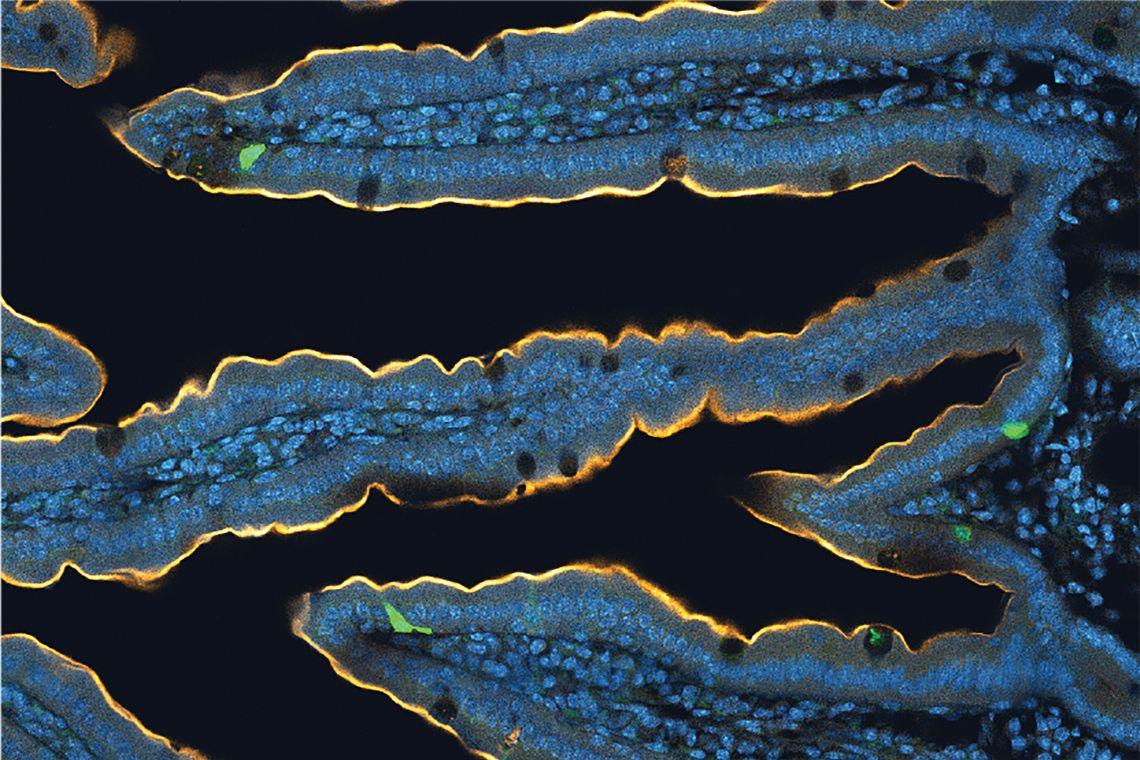 A section of mouse intestines shows in green the relatively scarce neuropod cells in the epithelium that are responsible for communicating conditions inside the gut to the nervous system outside. 