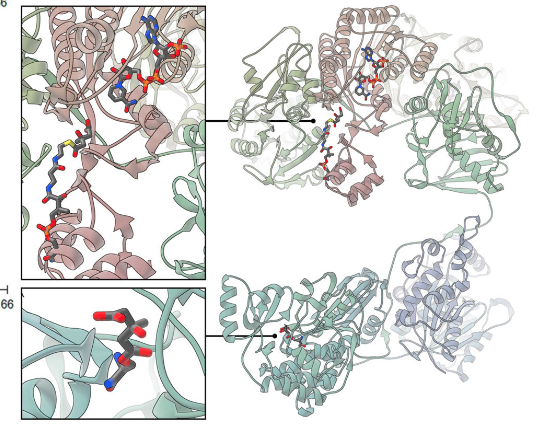 modeled image showing the HMGylation sites on FAS active site residues