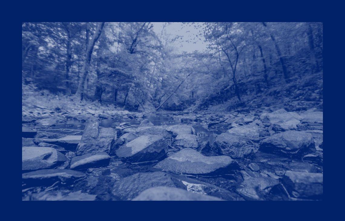 Duke Forest Scene from down in a river bed. 