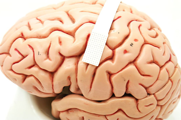 reproduction of the human brain