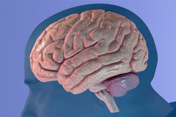 brain inside the rendering of a human head