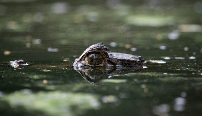 only the caiman eyes and nose visible as it floats in a pond