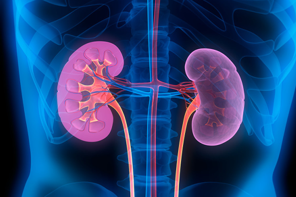 graphic of kidneys inside a human being