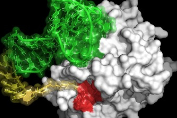 rendering of an Anti-Clotting Molecule