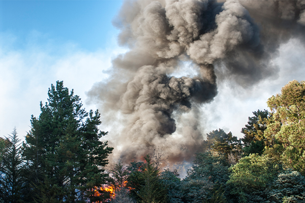 wildfire burning through a forest