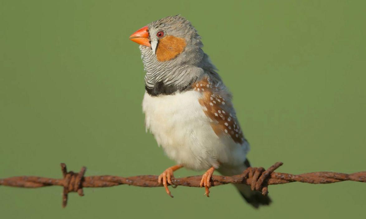A young Zebra Finch perches on a barbed wire fence