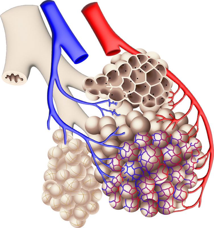 Illustration of a 3D-bioprinted lung model with real-time ventilating alveolar sac