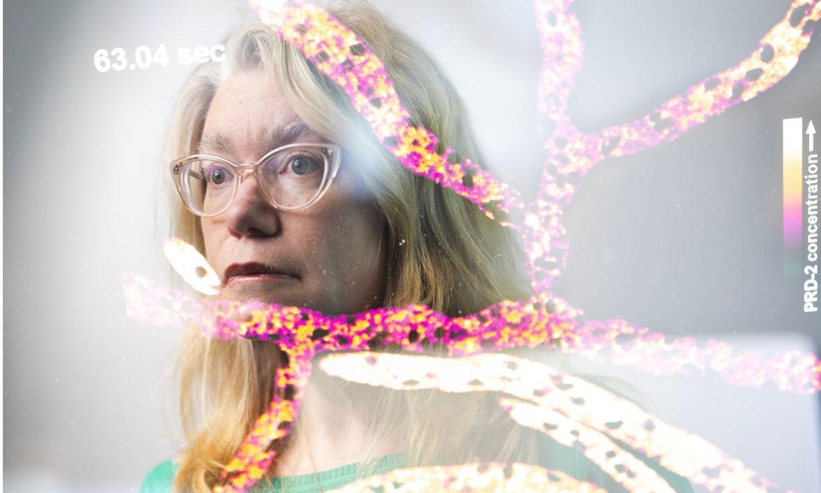 Photo illustration of Amy Gladfelter, PhD with fungi
