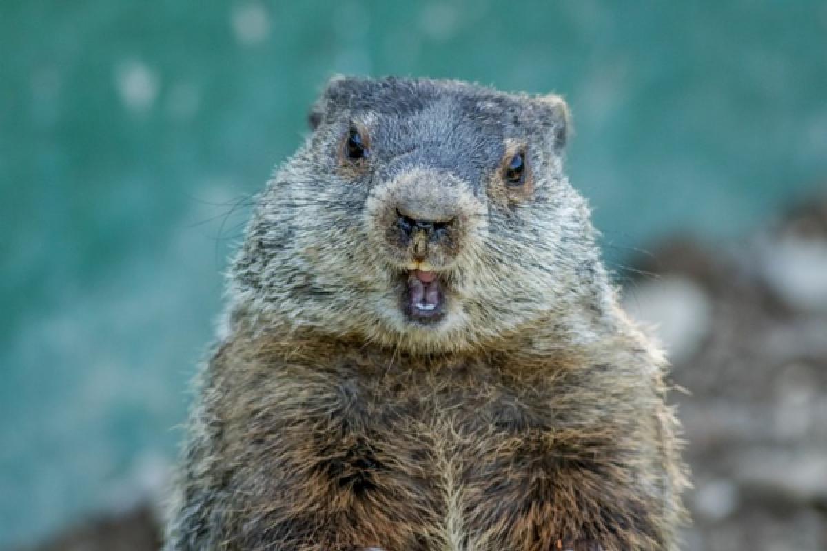 Photo of a groundhog looking surprised