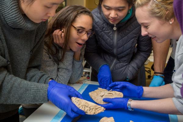 medical students look at a brain