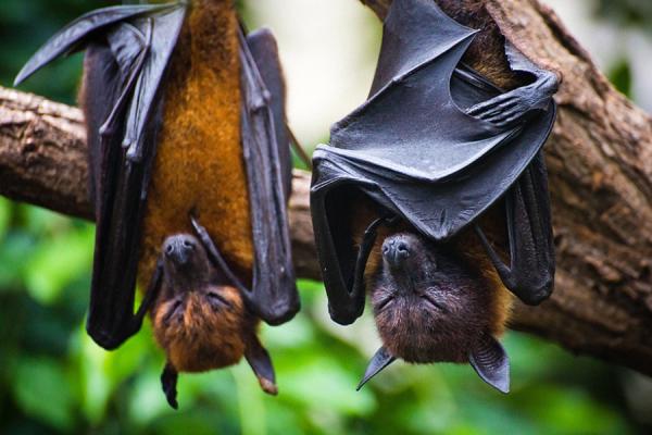 Two sleeping bats hanging upsidedown