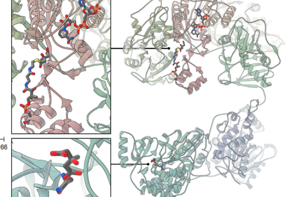 modeled image showing the HMGylation sites on FAS active site residues