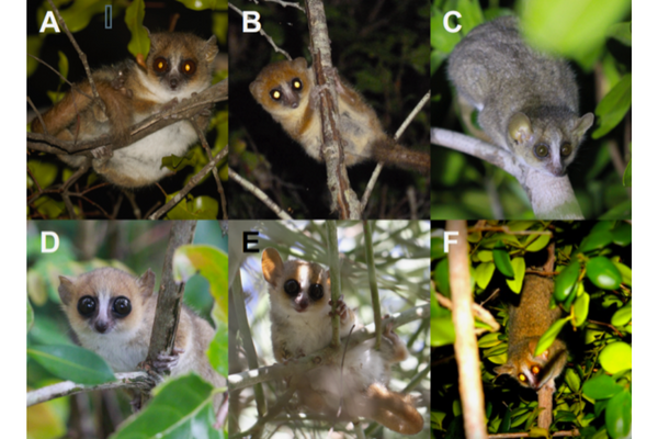 grid with 6 different types of lemurs