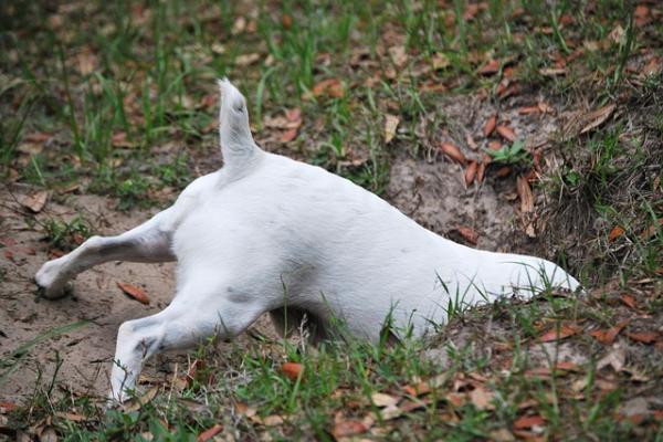 Dog digging into a hole