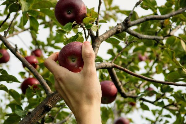 Hand picking an apple