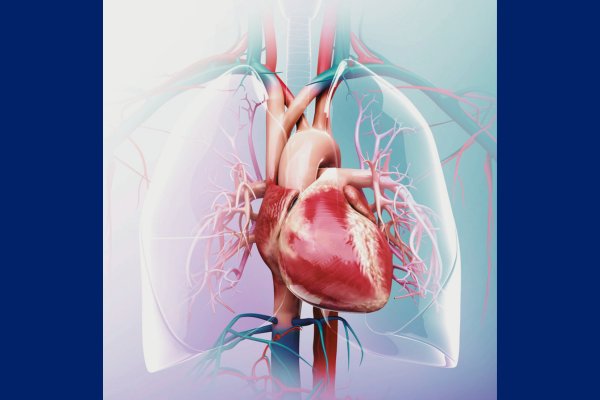 artistic view of human heart
