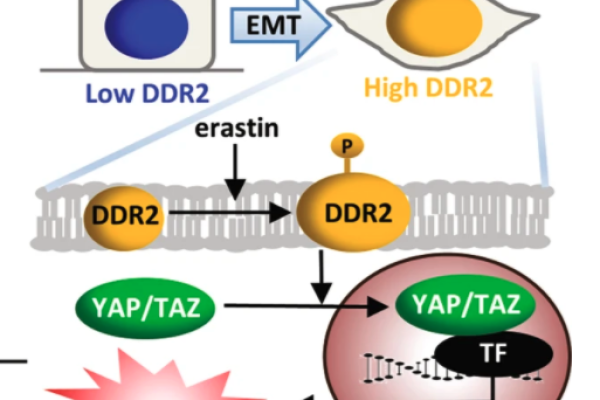 cancer tumor diagram highlighting how ferroptosis works