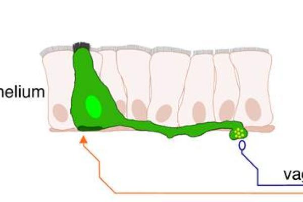 graphical abstract of the gut brain axis