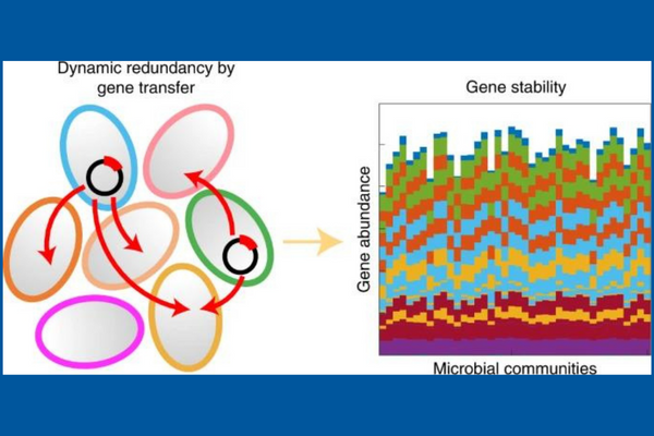 dynamic redundancy by gene transfer and gene stability