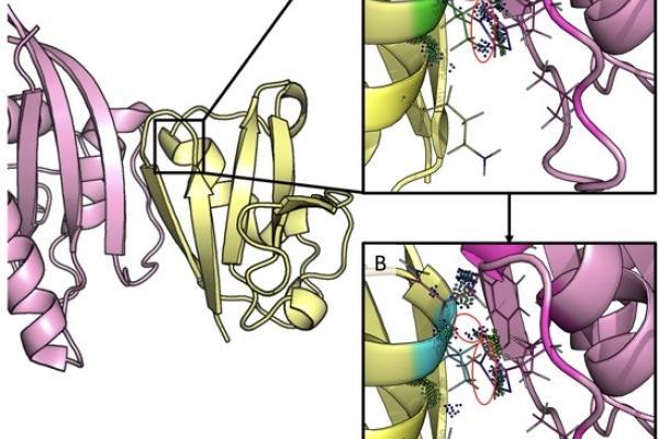 protein ribbon diagram