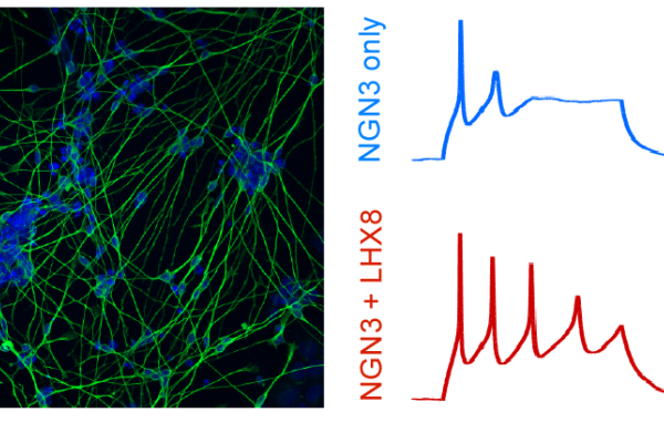 growth of stem cells