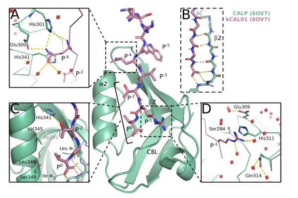 ribbon drawings of protein