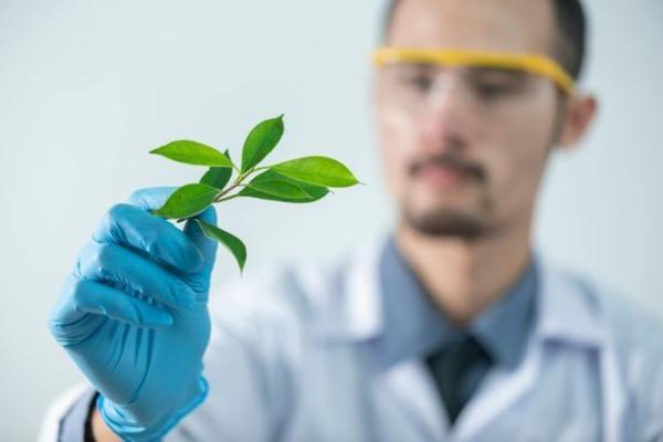 A scientist wearing a white coat and goggles examines a plant specimen