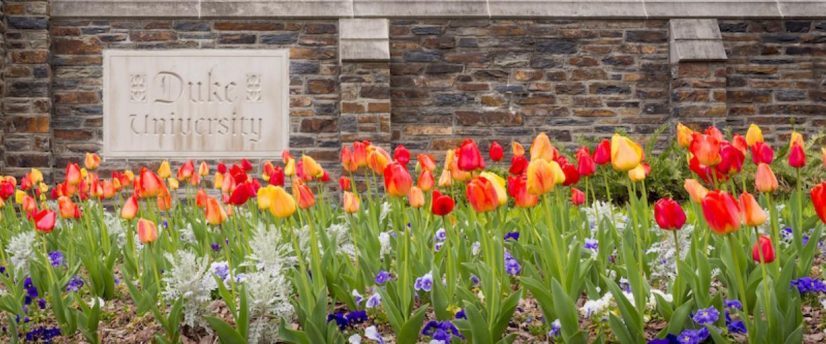 banner - spring tulips